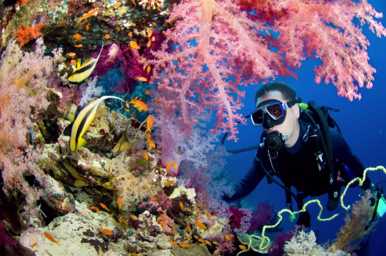 For some of the most untouched scuba diving, head to the mystifying waters of the Red Sea. Sudan's diving requires live-aboard boats with little else to do, so you can spend your free time day dreaming about likely sightings of angelfish, butterfly fish, stingrays, manta rays, wrasse and a variety of sharks.